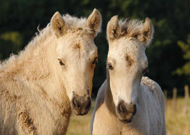 Molda und Vigdis (2).jpg